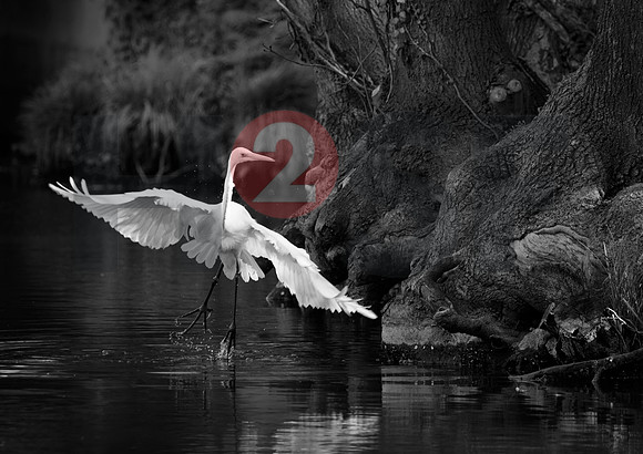 Fjella Bird Photography by H2SF Edition