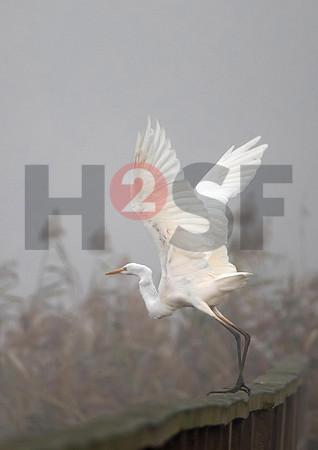 Fjella Bird Photography by H2SF Edition
