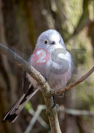 Fjella Bird Photography by H2SF Edition