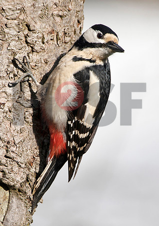 Fjella Bird Photography by H2SF Edition