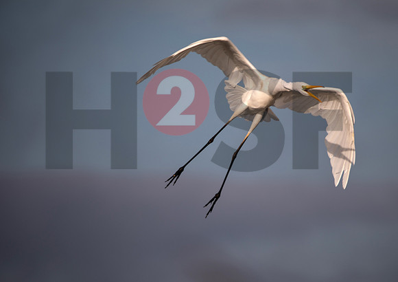 Fjella Bird Photography by H2SF Edition
