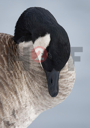 Fjella Bird Photography by H2SF Edition