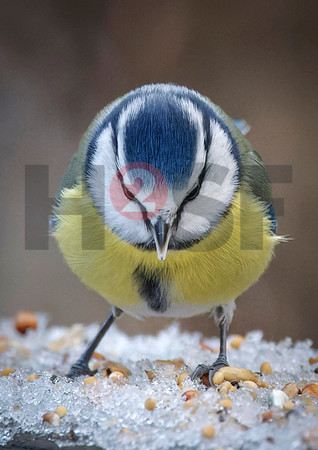 Fjella Bird Photography by H2SF Edition