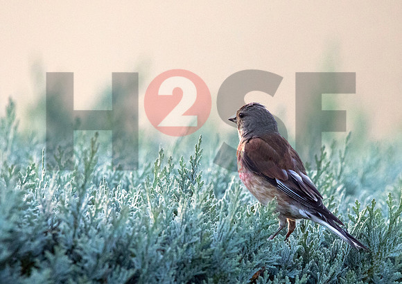 Fjella Bird Photography by H2SF Edition