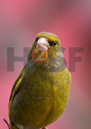 Fjella Bird Photography by H2SF Edition