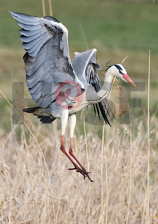 Fjella Bird Photography by H2SF Edition