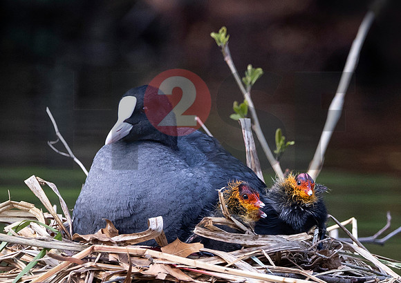 Fjella Bird Photography by H2SF Edition