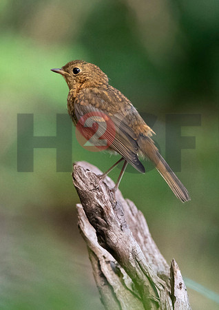 Fjella Bird Photography by H2SF Edition