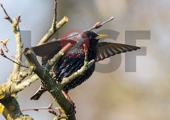 Fjella Bird Photography by H2SF Edition