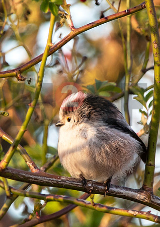 Fjella Bird Photography by H2SF Edition
