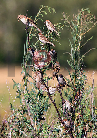 Fjella Bird Photography by H2SF Edition