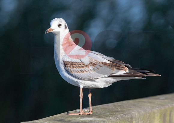 Fjella Bird Photography by H2SF Edition