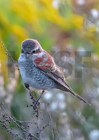 Fjella Bird Photography by H2SF Edition