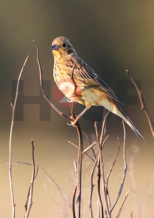 Fjella Bird Photography by H2SF Edition