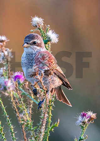 Fjella Bird Photography by H2SF Edition