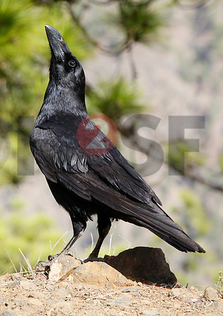 Fjella Bird Photography by H2SF Edition