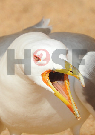 Fjella Bird Photography by H2SF Edition