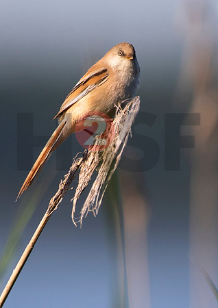Fjella Bird Photography by H2SF Edition