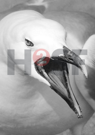 Fjella Bird Photography by H2SF Edition