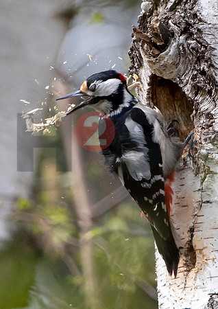 Fjella Bird Photography by H2SF Edition