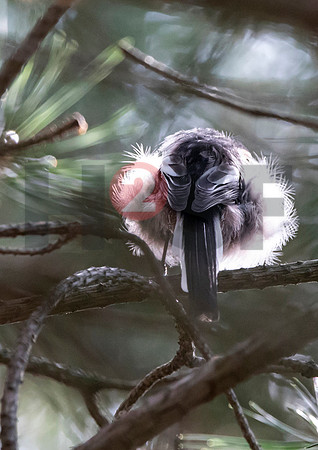 Fjella Bird Photography by H2SF Edition