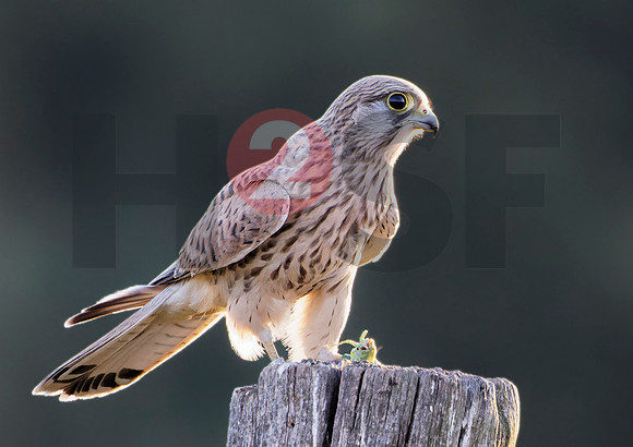 Fjella Bird Photography by H2SF Edition