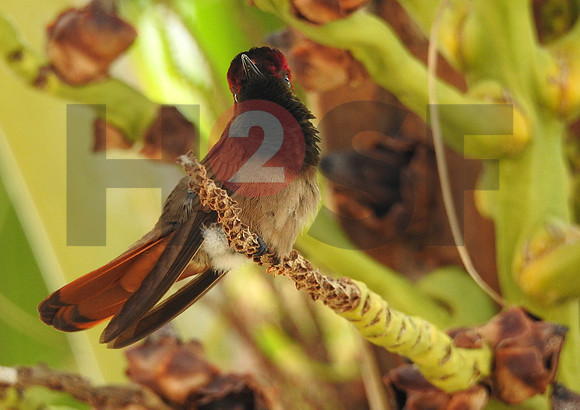 Fjella Bird Photography by H2SF Edition