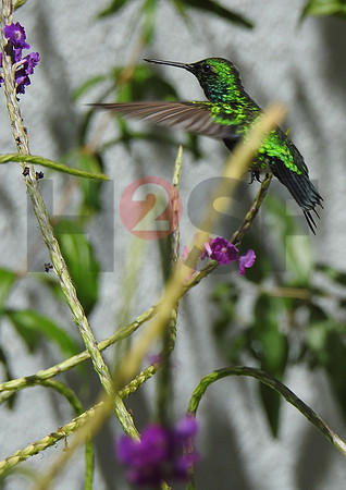 Fjella Bird Photography by H2SF Edition