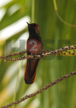 Fjella Bird Photography by H2SF Edition
