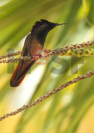 Fjella Bird Photography by H2SF Edition