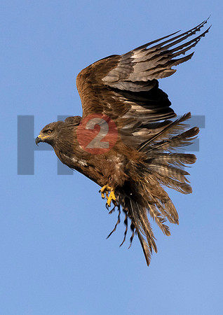 Fjella Bird Photography by H2SF Edition
