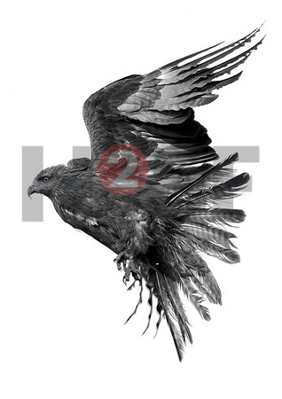 Fjella Bird Photography by H2SF Edition
