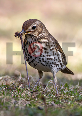 Fjella Bird Photography by H2SF Edition