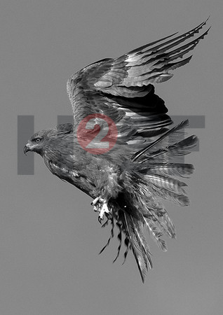 Fjella Bird Photography by H2SF Edition