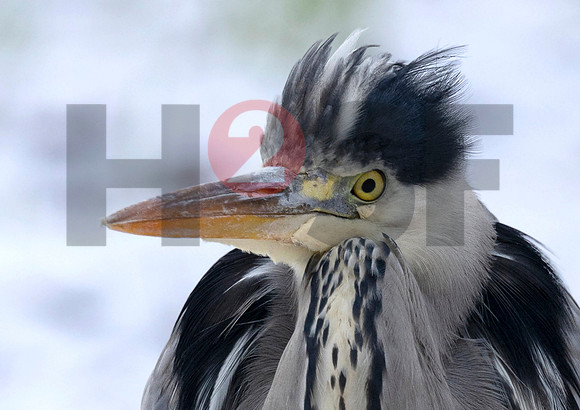 Fjella Bird Photography by H2SF Edition