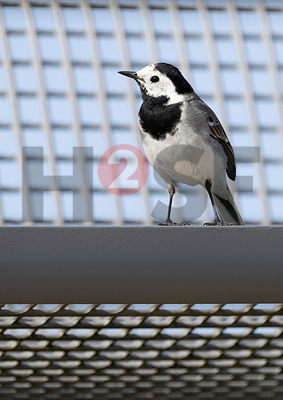 Fjella Bird Photography by H2SF Edition