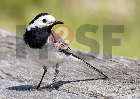 Fjella Bird Photography by H2SF Edition