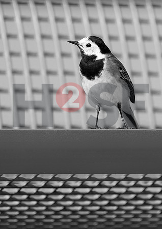 Fjella Bird Photography by H2SF Edition