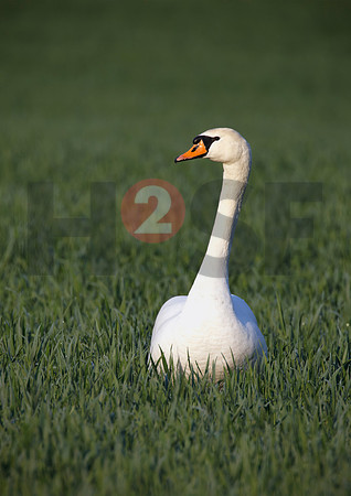 Fjella Bird Photography by H2SF Edition