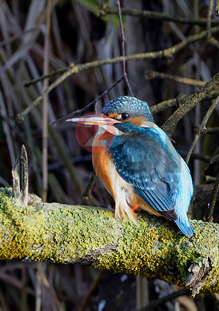 Fjella Bird Photography by H2SF Edition