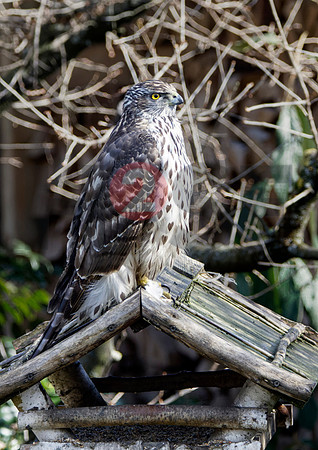 Fjella Bird Photography by H2SF Edition