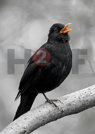 Fjella Bird Photography by H2SF Edition