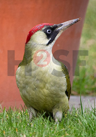 Fjella Bird Photography by H2SF Edition