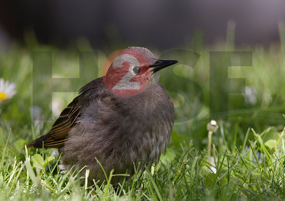 Fjella Bird Photography by H2SF Edition