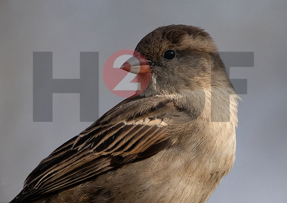 Fjella Bird Photography by H2SF Edition