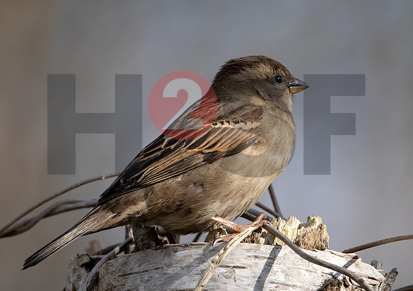 Fjella Bird Photography by H2SF Edition