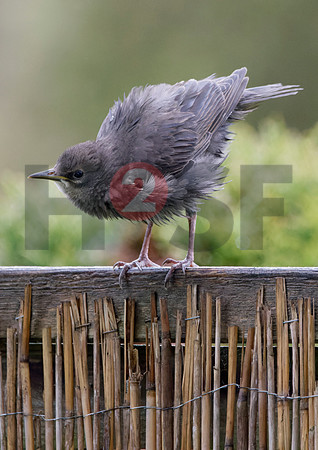 Fjella Bird Photography by H2SF Edition