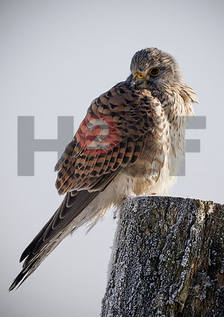 Fjella Bird Photography by H2SF Edition
