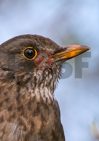 Fjella Bird Photography by H2SF Edition