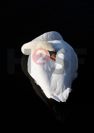Fjella Bird Photography by H2SF Edition